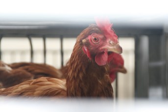 Opinions _ Animal Freedom_Flickr