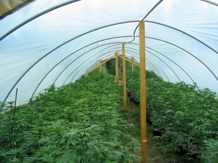 opinions-kaetlyn-dembkoski-marijuana-spiritual-englightenment-marijuana-greenhouse-4-9-11-flickr