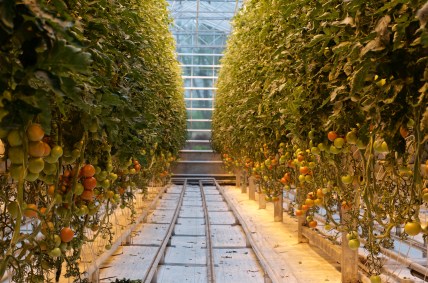 Opinions_An Organic Problem_Krysten Heberly_Flickr User_Plashing Vole.jpg