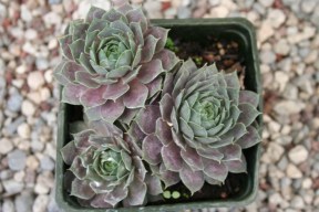 Opinions_Growing Like Weeds_Elliot V_Flickr